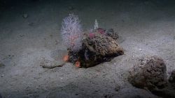 A colorful faunal array on a lone rock including chrysogorgia coral, anthomastus corals, orange anemone, small white octocorals, small red corals to t Image