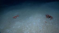 Red crabs (Chaceon sp.) Image