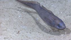 A cusk eel. Image