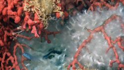 A bythitid fish snakes its way through a cluster of brightly colored corals and brittle stars. Image
