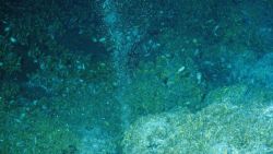 Methane gas bubbles rise from the seafloor - this type of activity, originally noticed by the NOAA Ship OKEANOS EXPLORER in 2012 on a multibeam sonar  Image