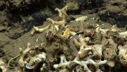 Dead lophelia or solenosmilia corals, a live chiton, and what appears to be the stem of a large hydroid. Photo