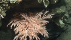Peach-colored octocoral with striped soldier shrimp on a rock wall with numerous vase sponges Image