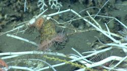 Deep sea coral Photo