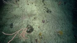 Deep sea coral. Image