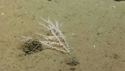 Deep sea coral. Image