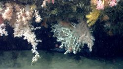 Deep sea coral. Image