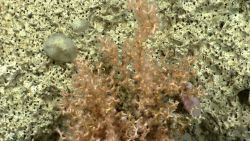 Deep sea coral Image