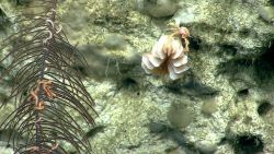 Deep sea coral Image