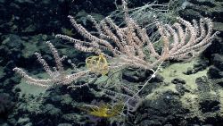 Deep sea coral Image