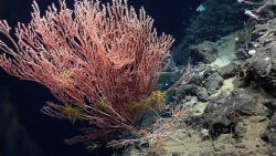 Deep sea coral Image