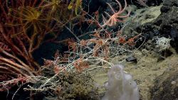 Deep sea coral Image