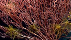 Deep sea coral Image