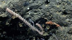 Deep sea coral Image