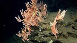 Deep sea coral Image