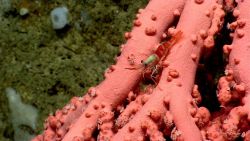 Paragorgia sp Image