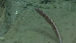 Deep sea coral Image