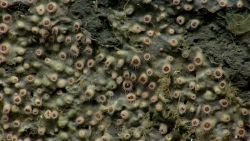 Zoanthids encrust part of a vertical canyon wall Image