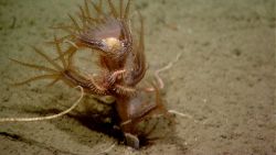 Deep sea coral Image