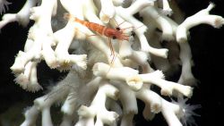 Deep sea coral Image