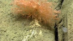 Deep sea coral. Image