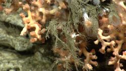 Deep sea coral. Image