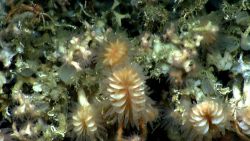 Deep sea coral. Image