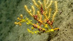 Deep sea coral. Image