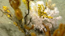 Deep sea coral. Image