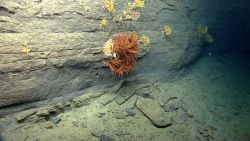 Deep sea coral. Image