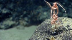 Brittle star. Image