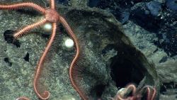 Brittle star. Image