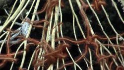 Brittle star. Image