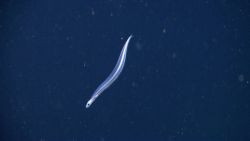 Deep sea fish Photo