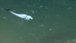 Deep sea fish. An acrobatic rattail swims upside down Image