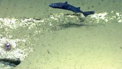 Deep sea fish. Vertical fish that seems to have been attacked Image