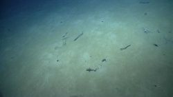 Deep sea fish. Vertical fish that seems to have been attacked Image