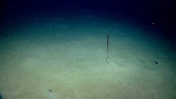 Deep sea fish. Vertical eel Photo