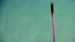 Deep sea fish. Vertical fish Image