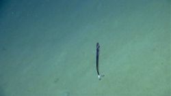 Deep sea fish. Gempylid fish, possibly snake mackerel (Nealotus tripes) Image