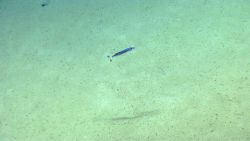 Deep sea fish. Barracudina Image