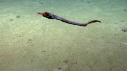 Deep sea fish. Eel with shrimp dinner Photo