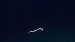 Deep sea fish. Eel with non-descript dinner - possibly chunk of fish dinner Photo