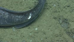 Deep sea fish. Lucky fish - only provided hors d'oeuvres and not the main course Image