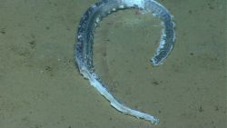 Deep sea fish. Possibly remains of eel that something had portion of for dinner Image
