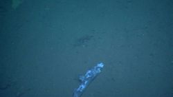 Deep sea fish. Remains of dogfish on bottom. Why no crabs or other scavengers? Image
