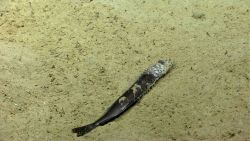 Deep sea fish. Dead fish. Why no scavengers? Image