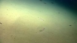 Deep sea fish. Two witch flounders on the bottom Image