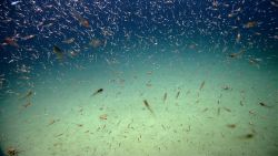 Deep sea fish. Krill swarming. At least one squid and three crabs can be seen in the image Image