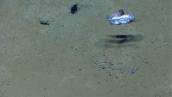 Deep sea fish - A spotted eel Image